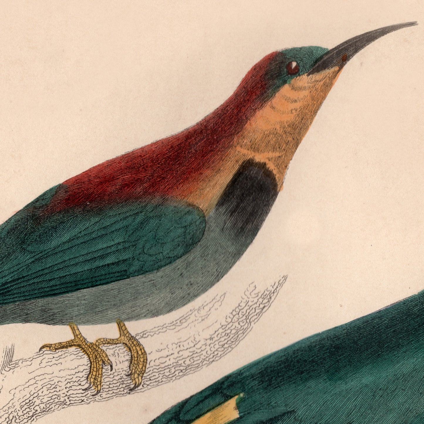 19th Century Framed Bird Pictures