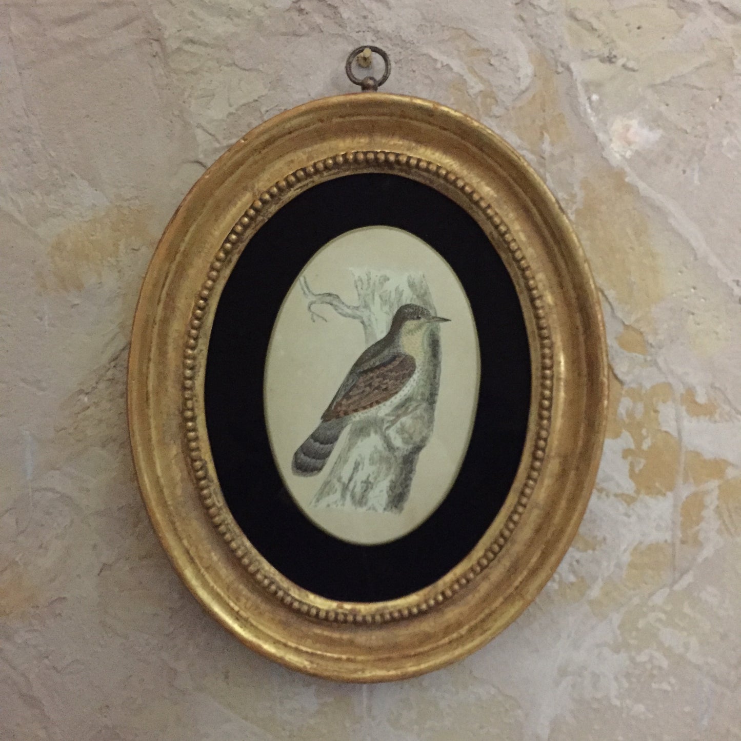 Collections Of Framed Bird Engravings