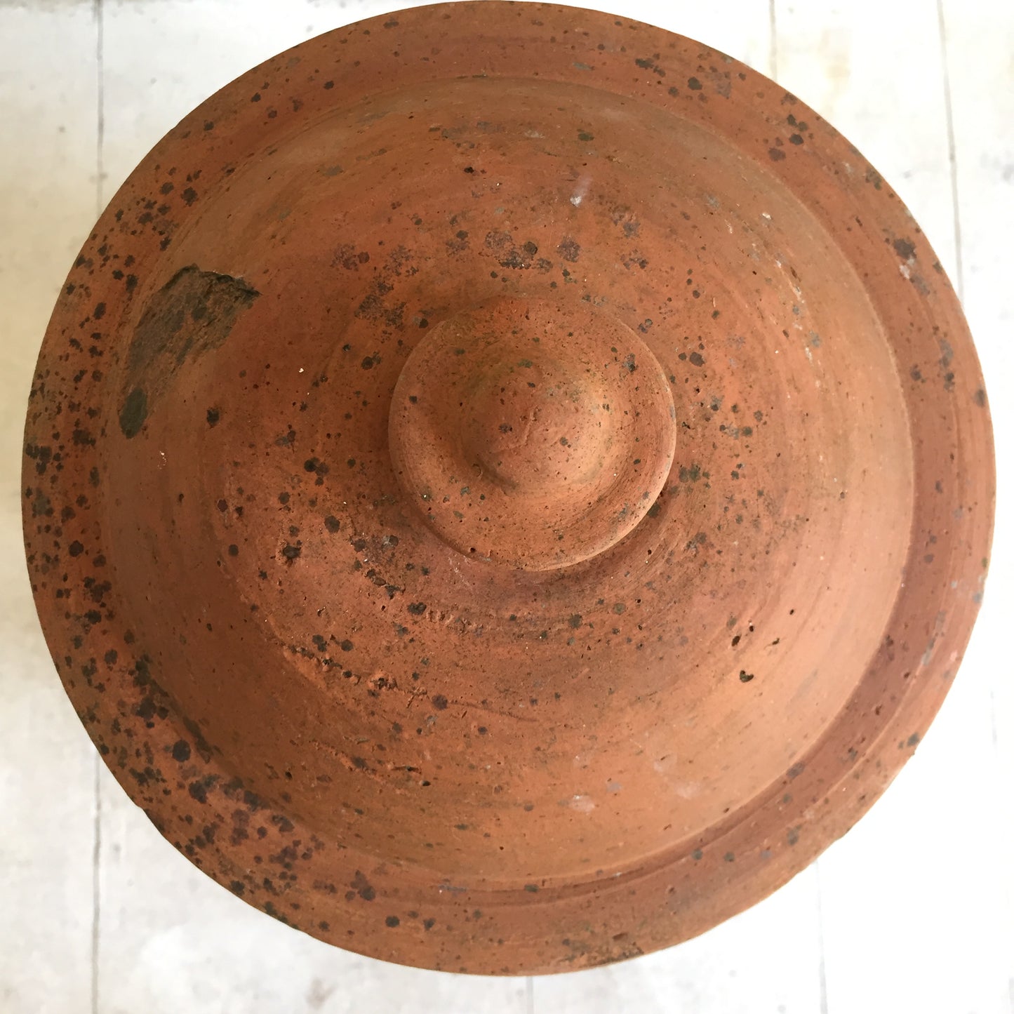 Terracotta Rhubarb Forcer