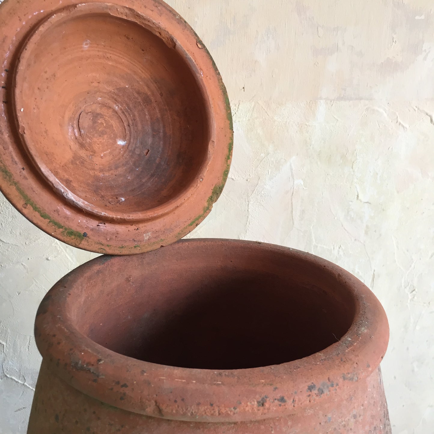 Terracotta Rhubarb Forcer