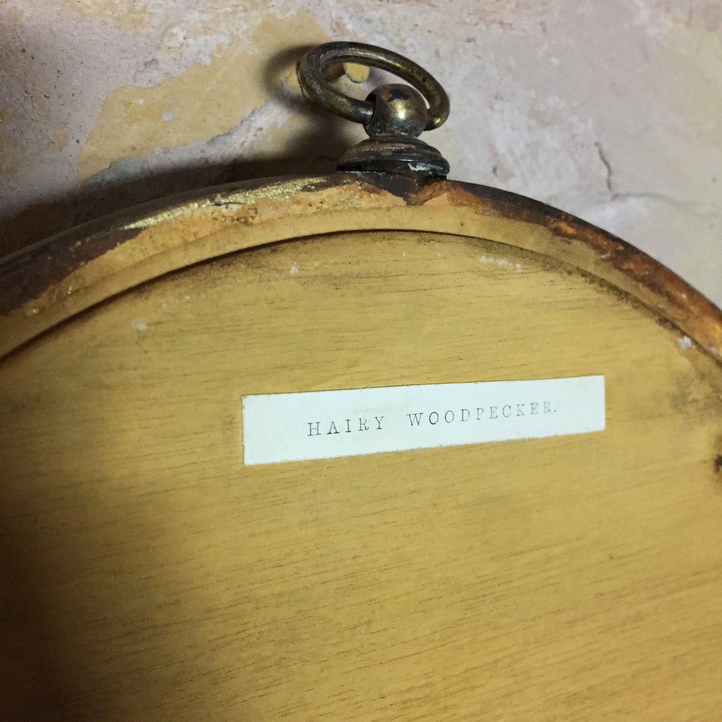 Collections Of Framed Bird Engravings
