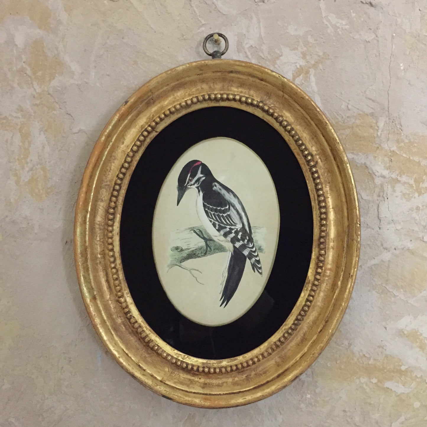 Collections Of Framed Bird Engravings