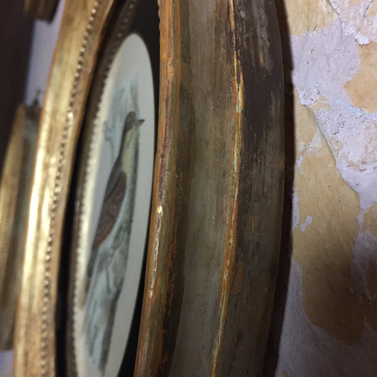 Collections Of Framed Bird Engravings