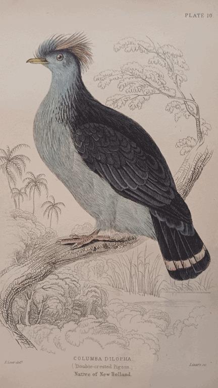 A Set Of 19th Century Framed Bird Engravings By Edward Lear