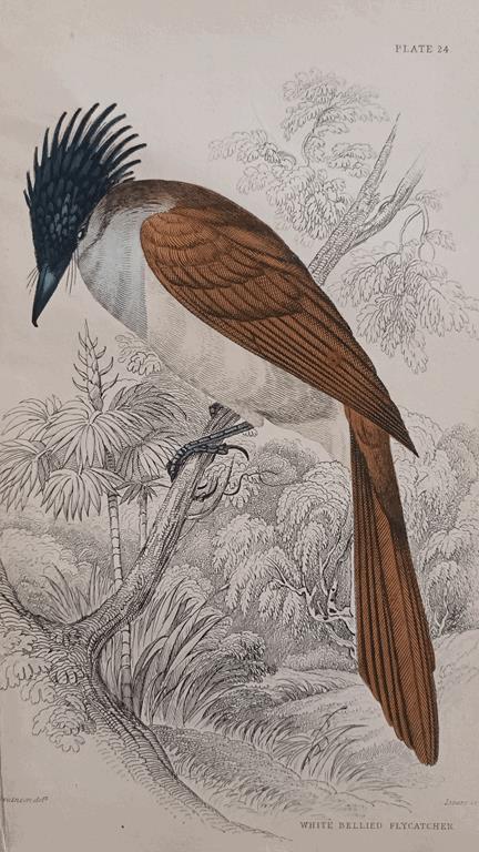 A Set Of 19th Century Framed Bird Engravings By William Swainson
