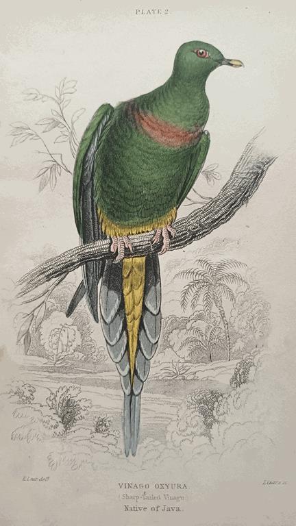 A Set Of 19th Century Framed Bird Engravings By Edward Lear