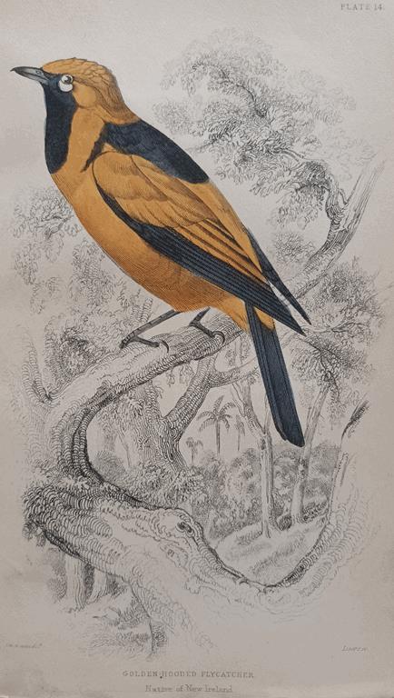 A Set Of 19th Century Framed Bird Engravings By William Swainson
