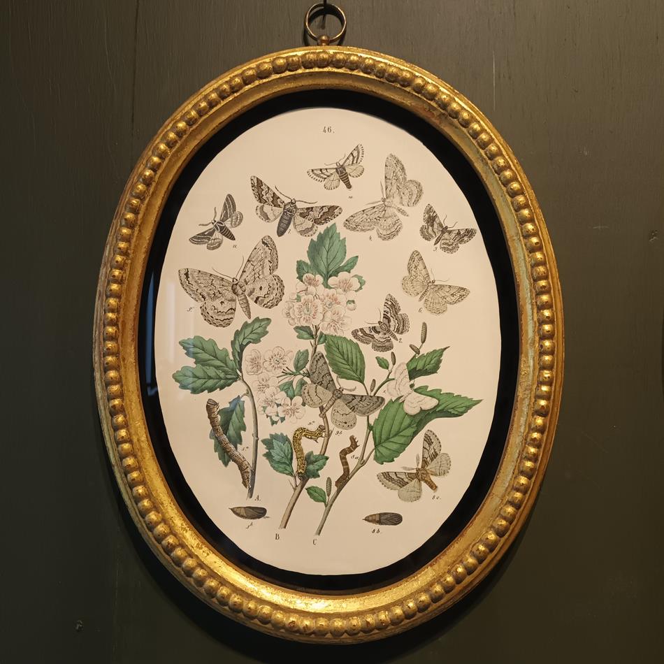 A Set Of Oval Framed Butterfly Prints