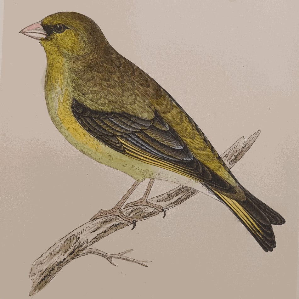 A Set Of 19th Century Framed Bird Prints