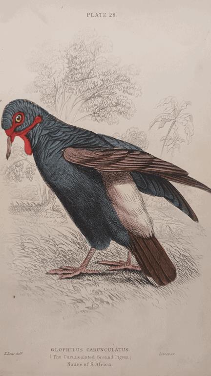 A Set Of 19th Century Framed Bird Engravings By Edward Lear