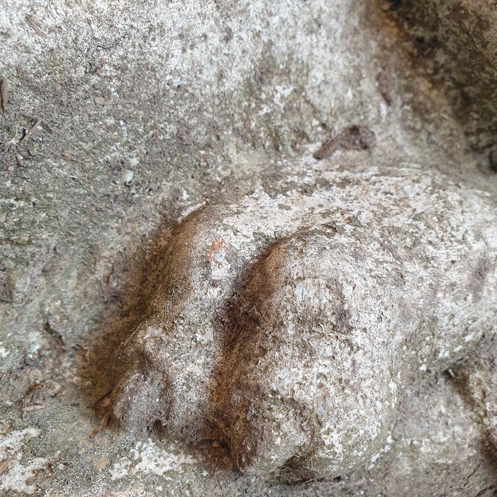 Sleeping Lion