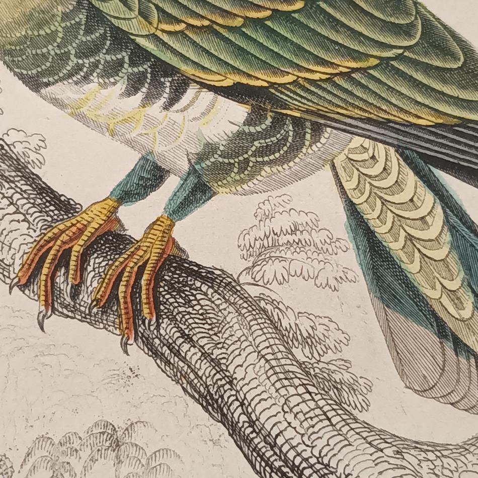 A Set Of 19th Century Framed Bird Engravings By Edward Lear
