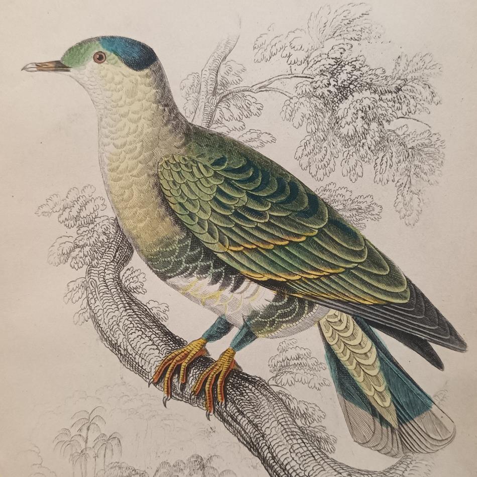 A Set Of 19th Century Framed Bird Engravings By Edward Lear