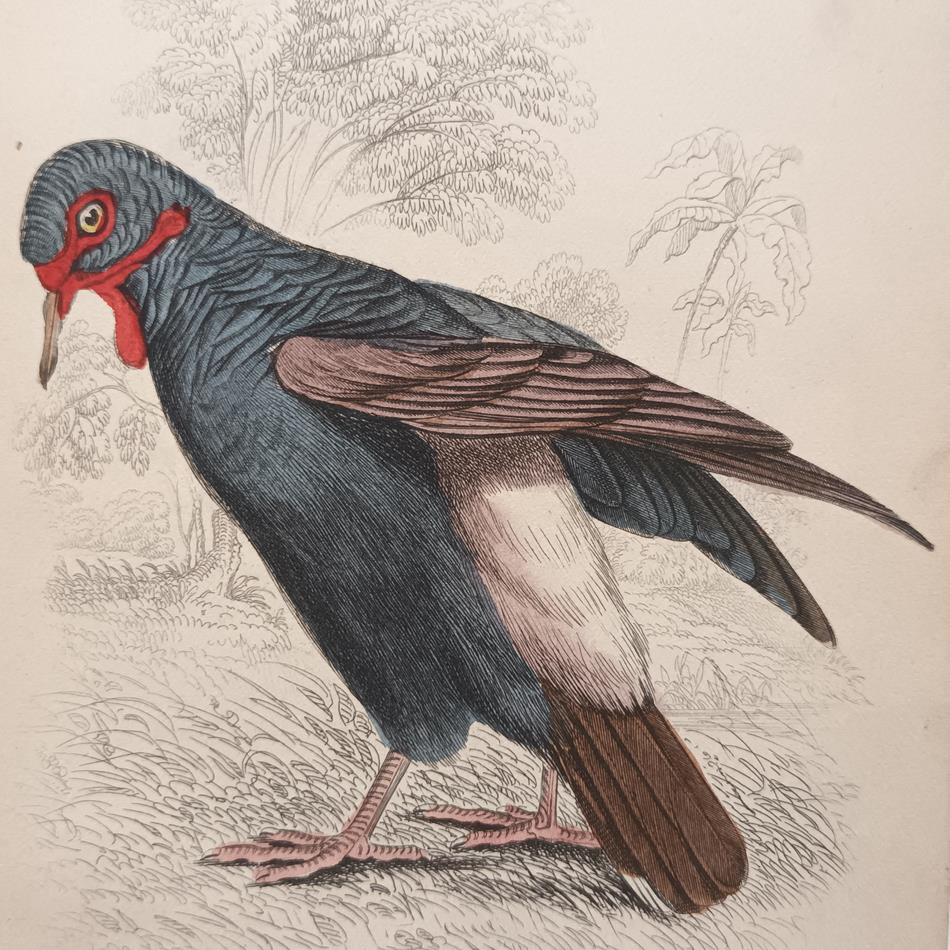 A Set Of 19th Century Framed Bird Engravings By Edward Lear