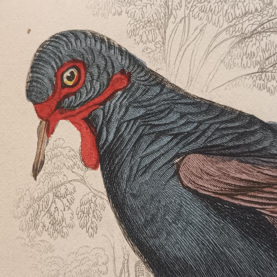 A Set Of 19th Century Framed Bird Engravings By Edward Lear