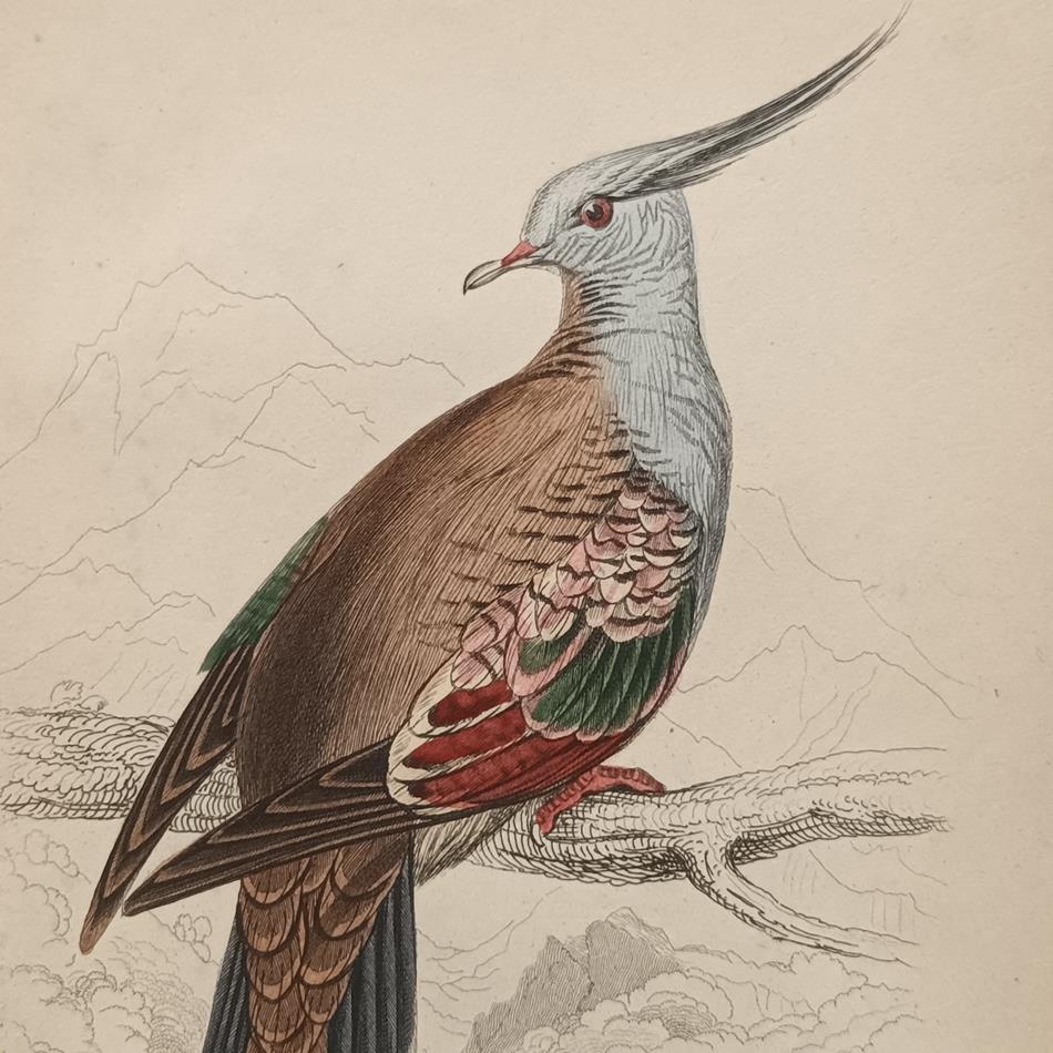 A Set Of 19th Century Framed Bird Engravings By Edward Lear