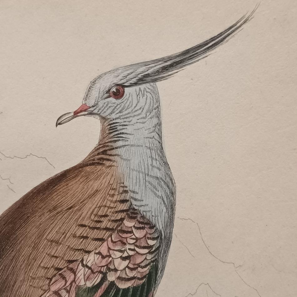 A Set Of 19th Century Framed Bird Engravings By Edward Lear