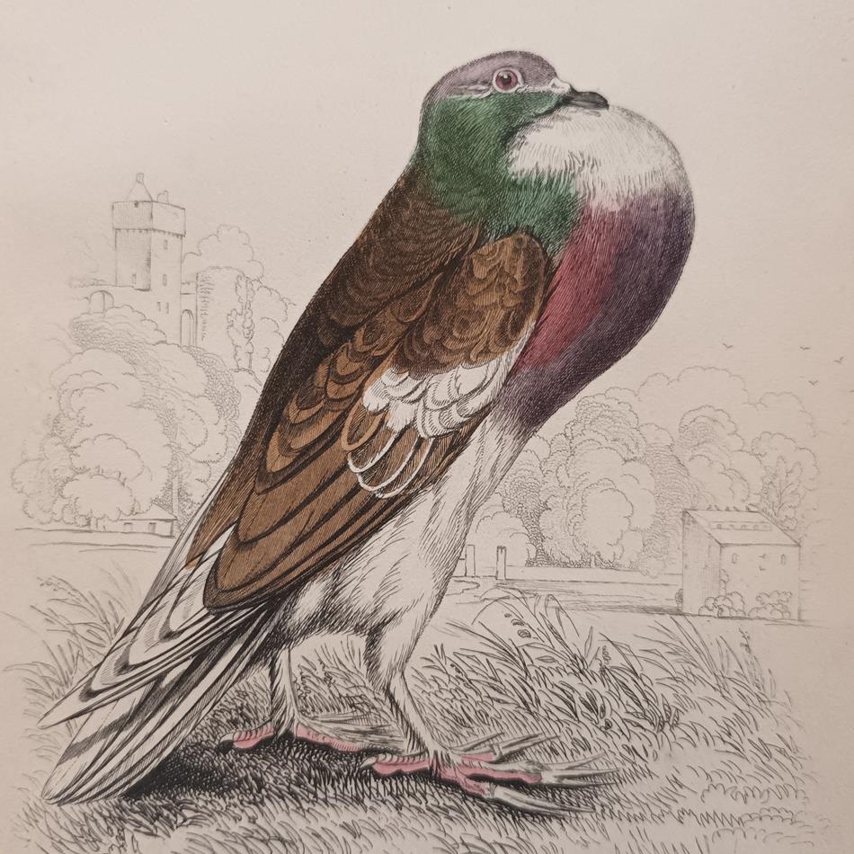 A Set Of 19th Century Framed Bird Engravings By Edward Lear
