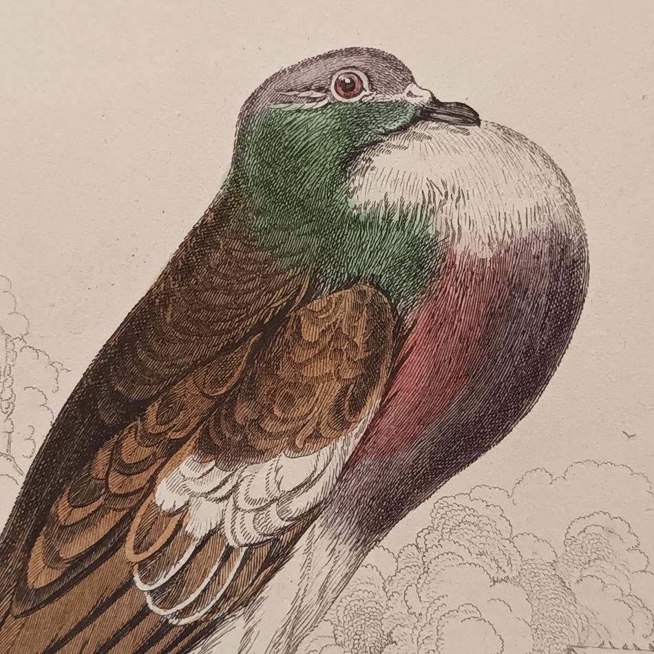 A Set Of 19th Century Framed Bird Engravings By Edward Lear