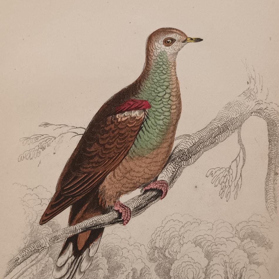 A Set Of 19th Century Framed Bird Engravings By Edward Lear