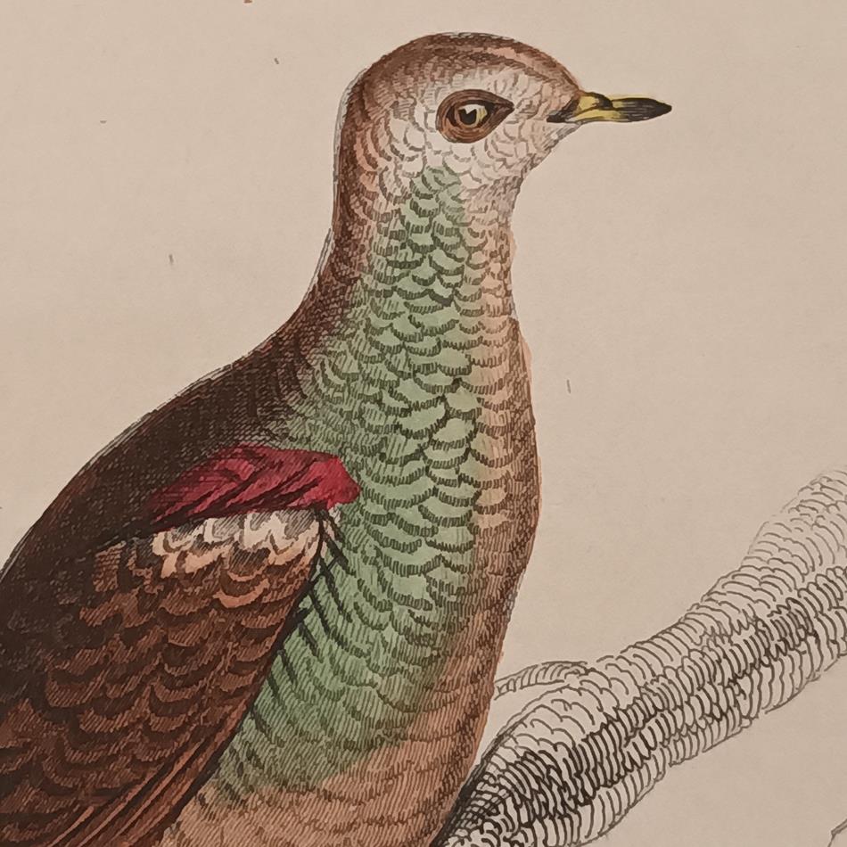 A Set Of 19th Century Framed Bird Engravings By Edward Lear