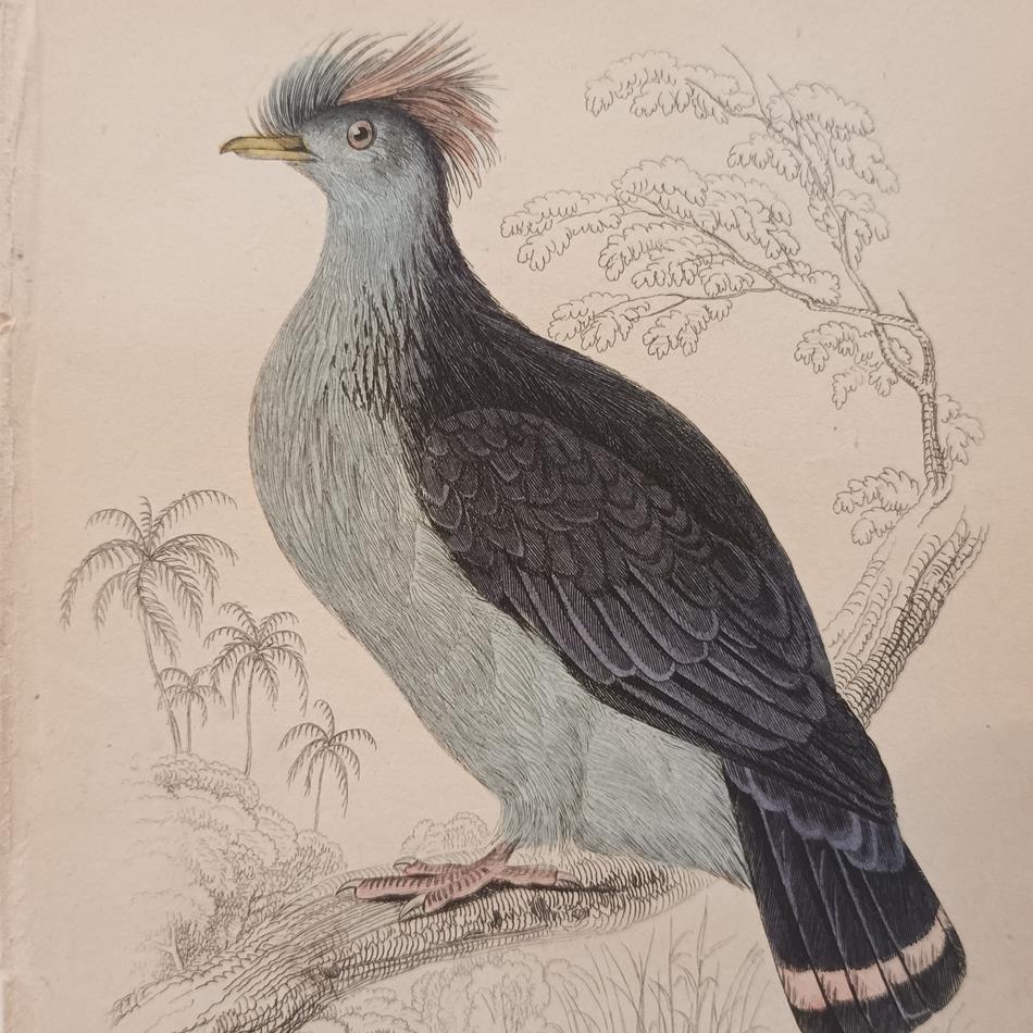 A Set Of 19th Century Framed Bird Engravings By Edward Lear