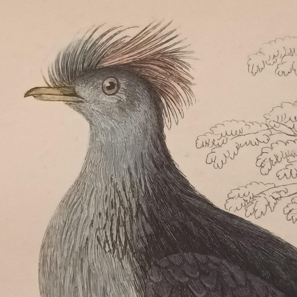 A Set Of 19th Century Framed Bird Engravings By Edward Lear