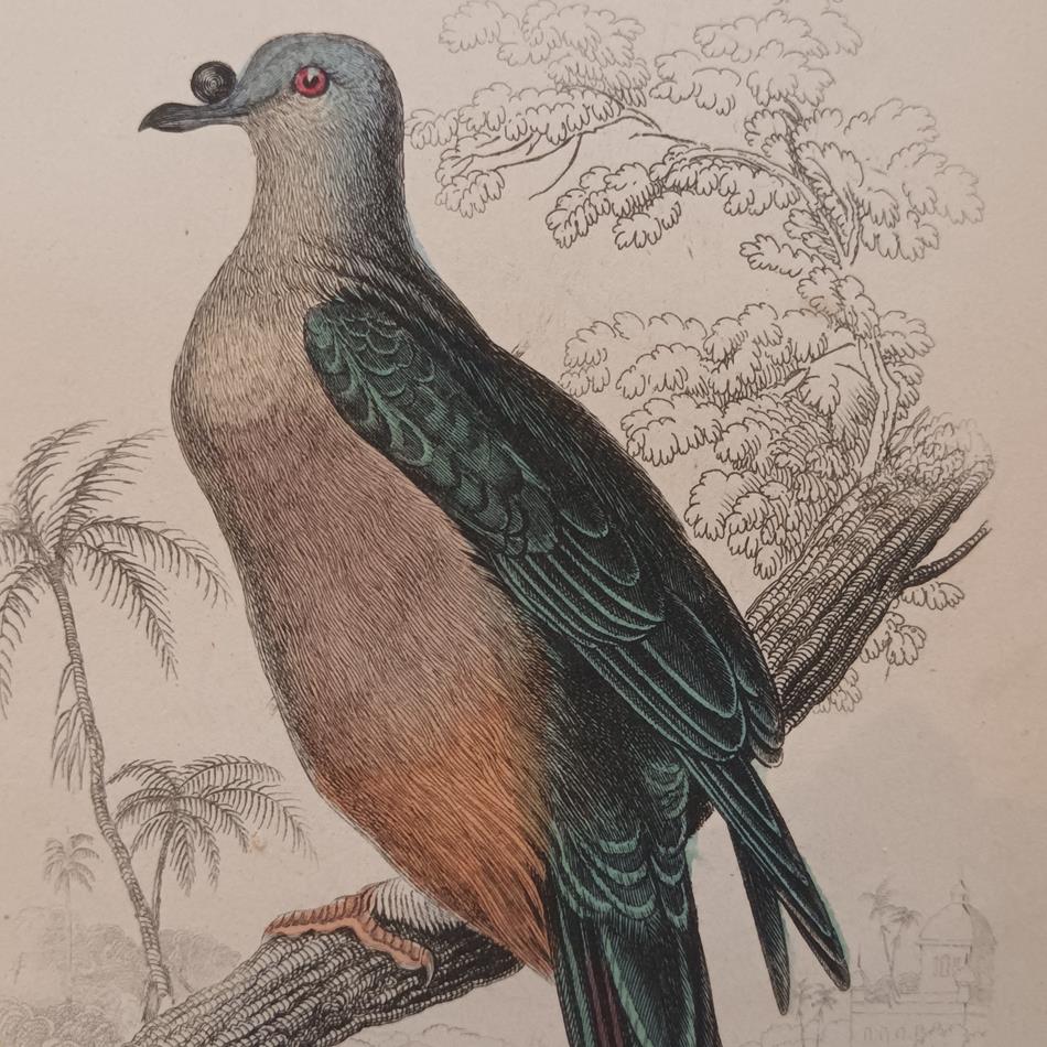 A Set Of 19th Century Framed Bird Engravings By Edward Lear