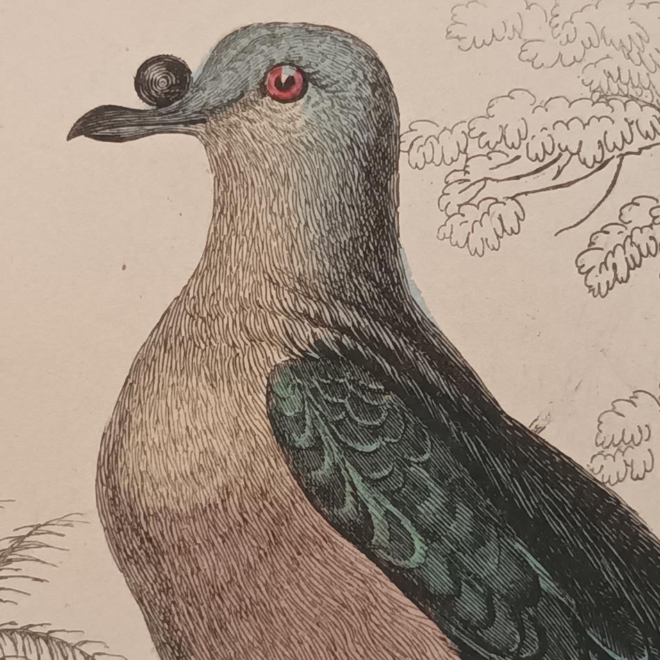 A Set Of 19th Century Framed Bird Engravings By Edward Lear
