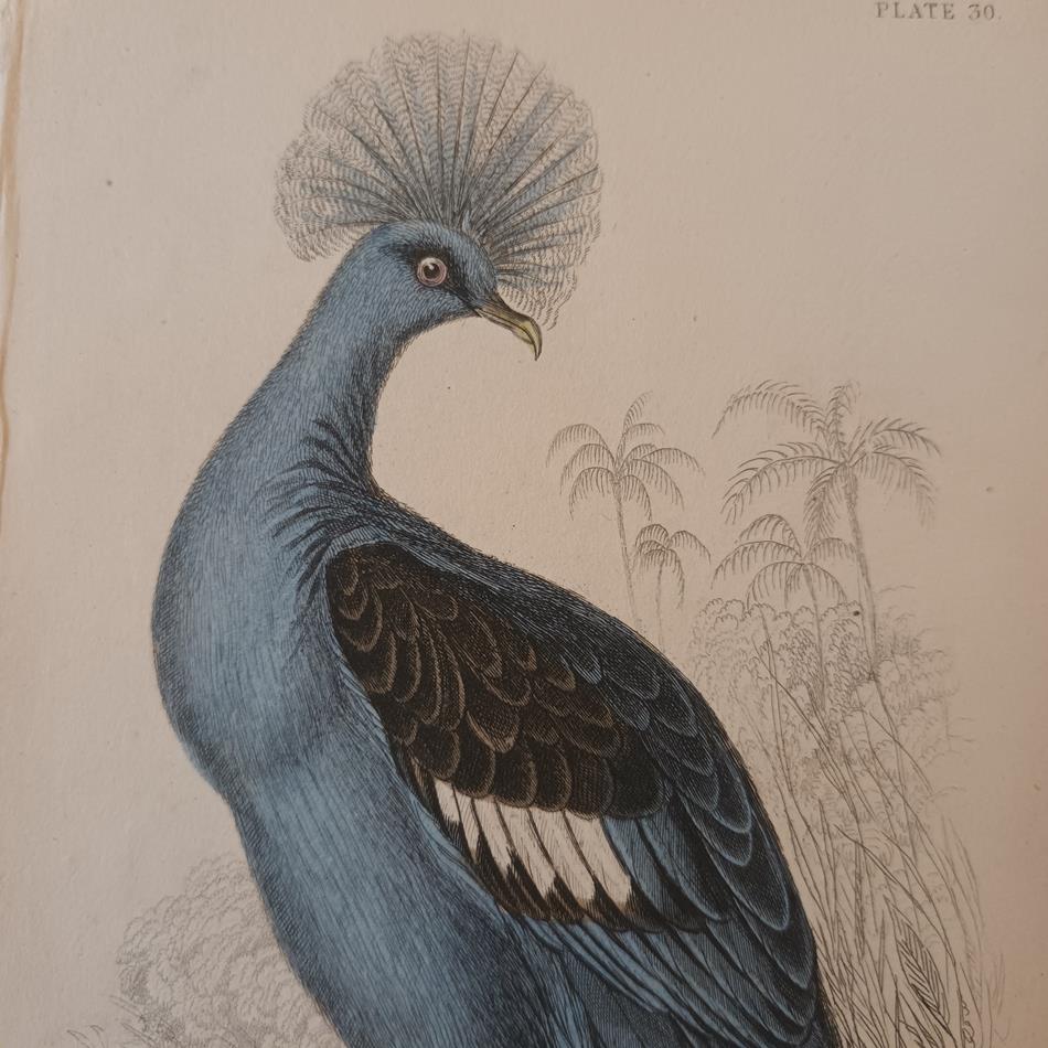 A Set Of 19th Century Framed Bird Engravings By Edward Lear