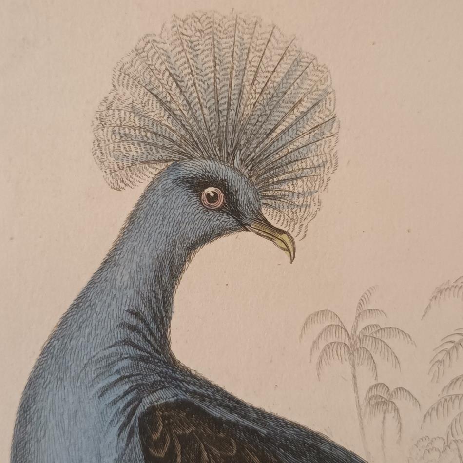 A Set Of 19th Century Framed Bird Engravings By Edward Lear
