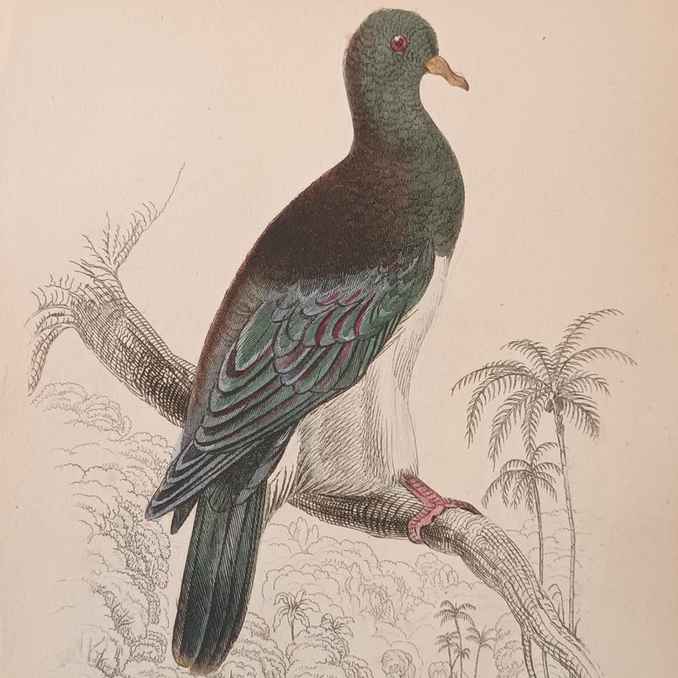 A Set Of 19th Century Framed Bird Engravings By Edward Lear