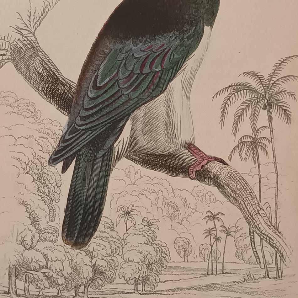 A Set Of 19th Century Framed Bird Engravings By Edward Lear