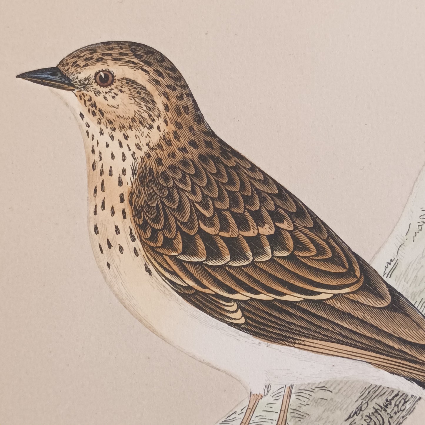 A Pair Of 19th Century Framed Bird Prints