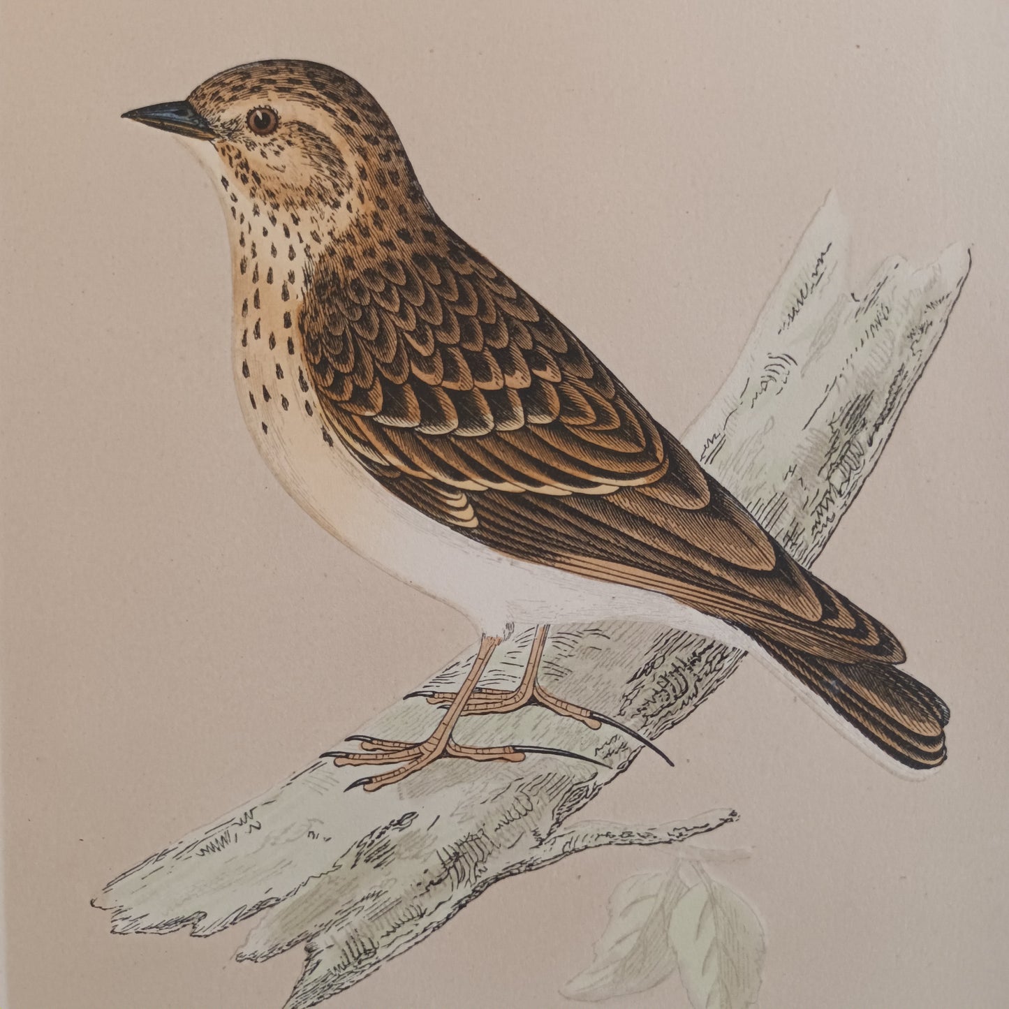 A Pair Of 19th Century Framed Bird Prints