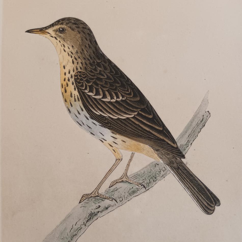 A Pair Of 19th Century Framed Bird Prints