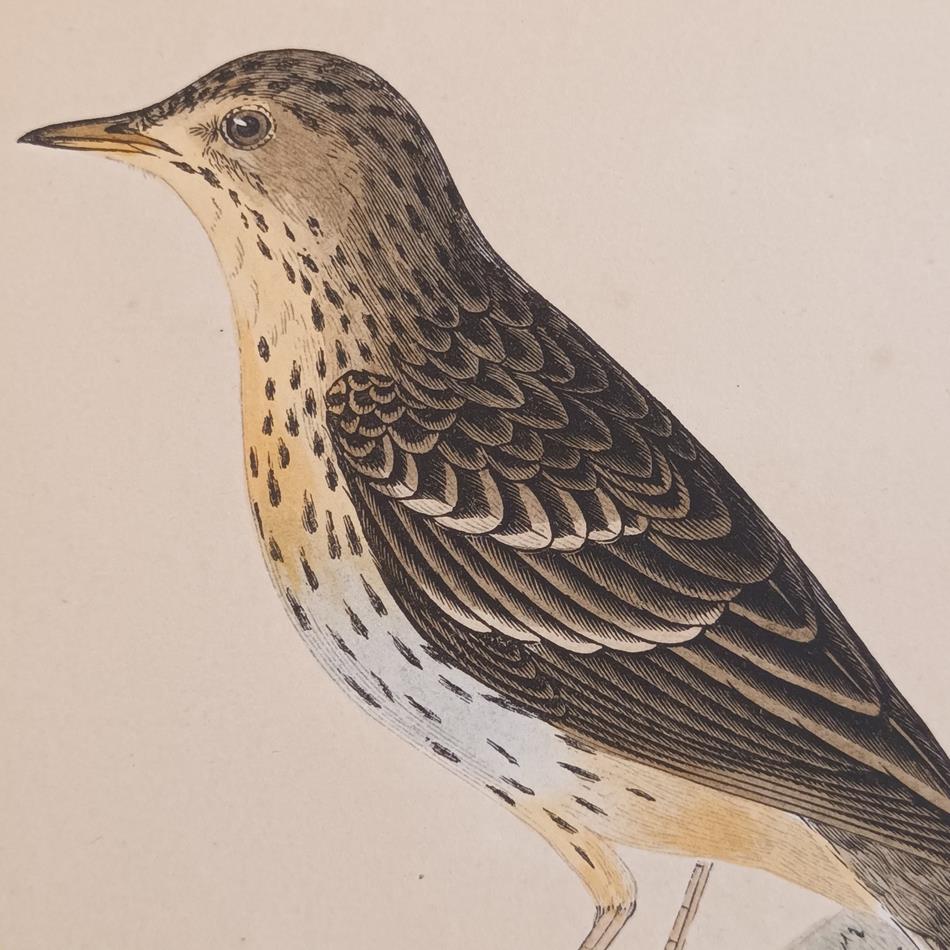 A Pair Of 19th Century Framed Bird Prints