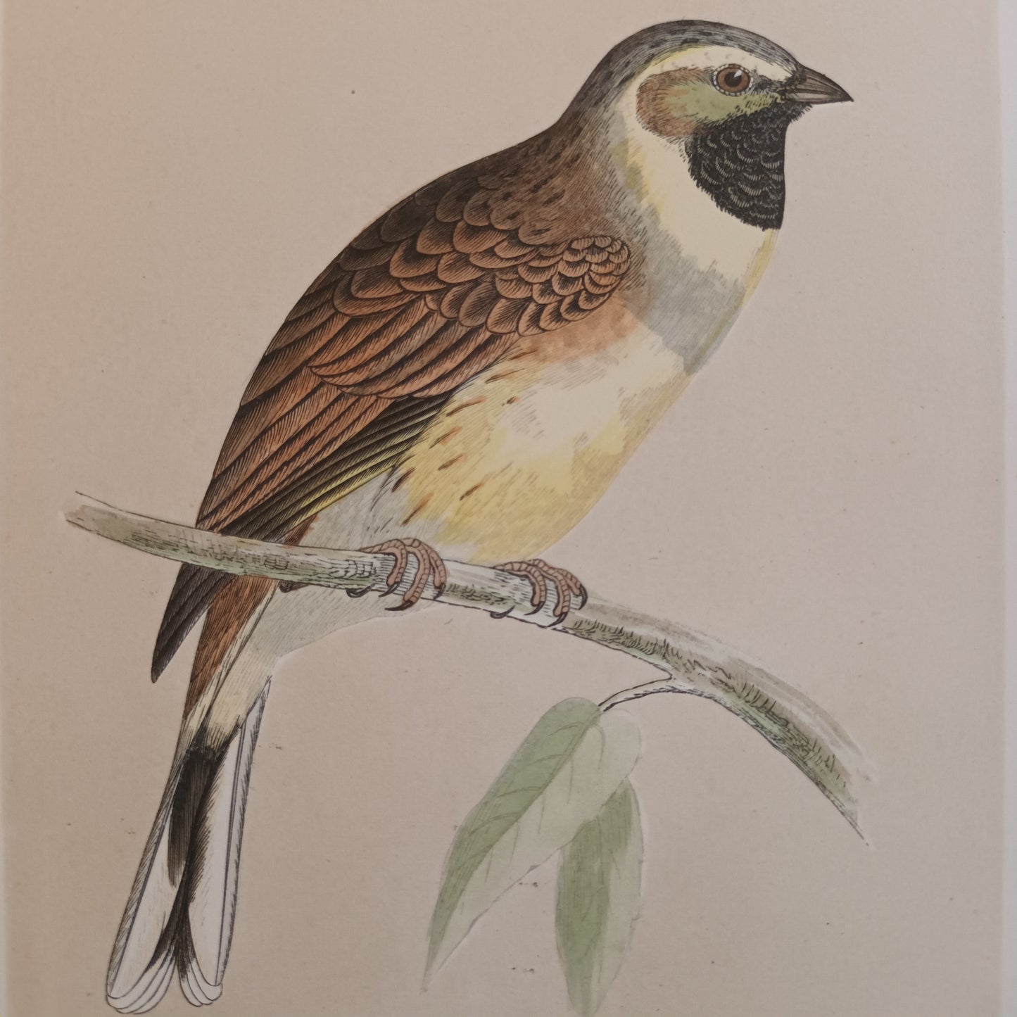 A Pair Of 19th Century Framed Bird Prints