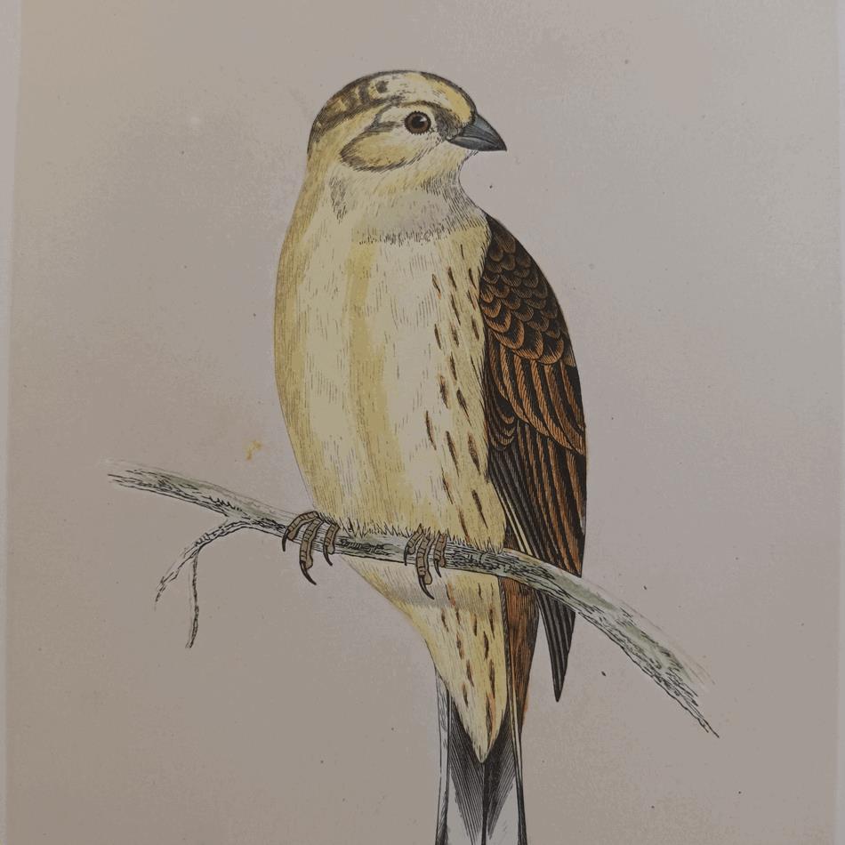 A Set Of 19th Century Framed Bird Prints
