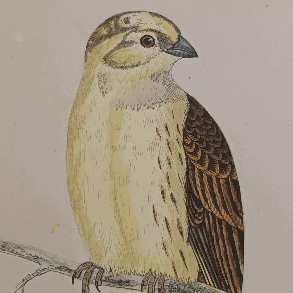 A Set Of 19th Century Framed Bird Prints