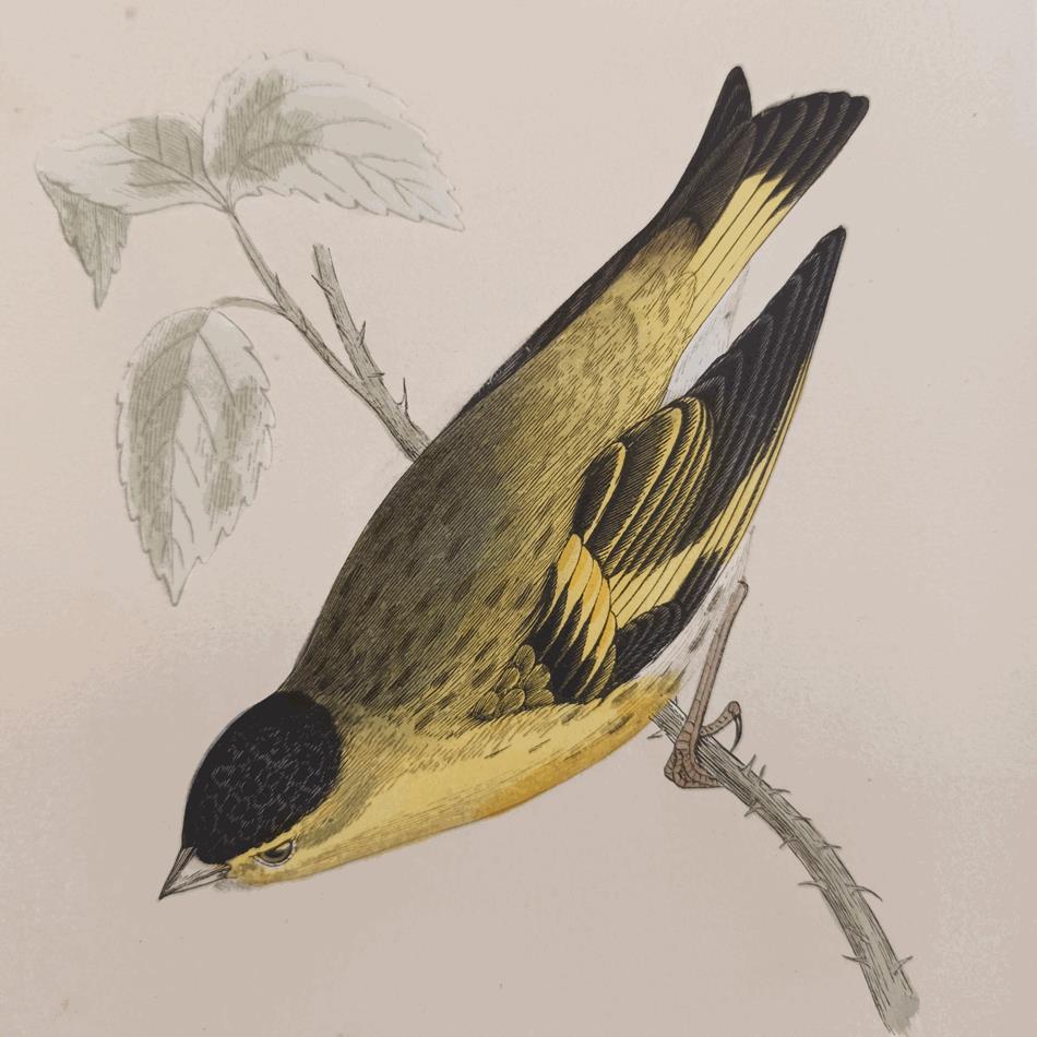 A Set Of 19th Century Framed Bird Prints