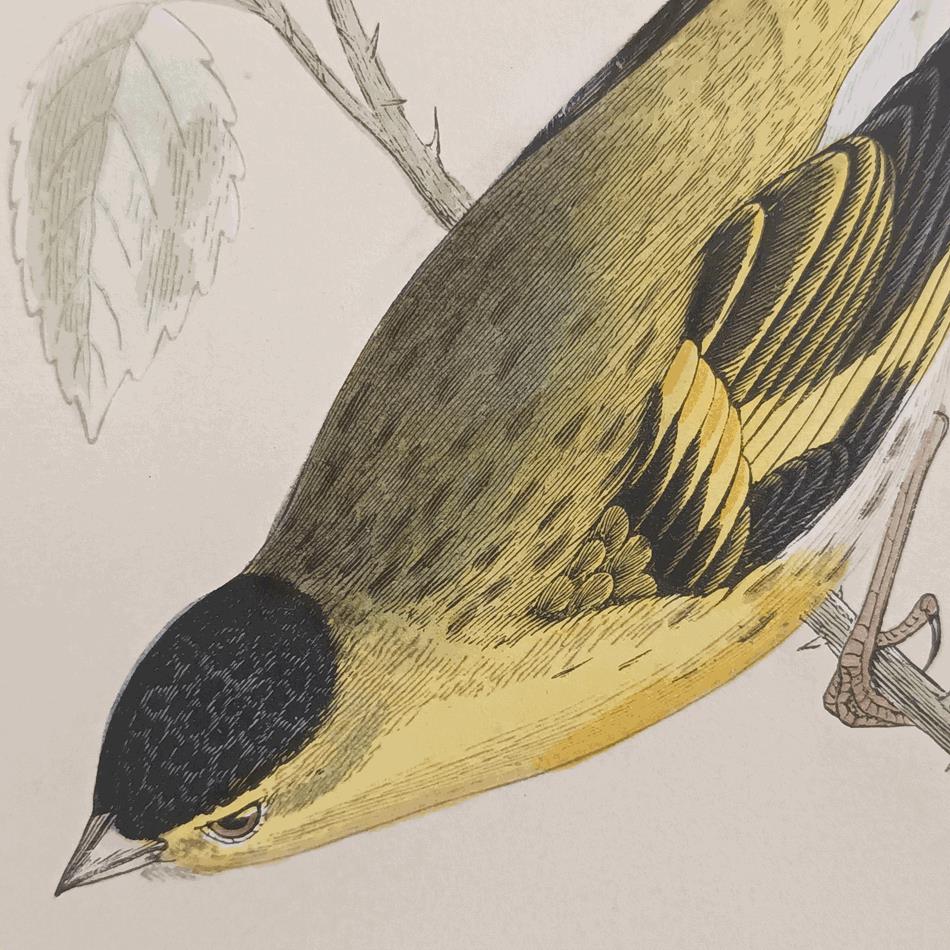A Set Of 19th Century Framed Bird Prints