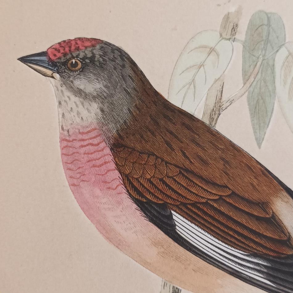 A Set Of 19th Century Framed Bird Prints