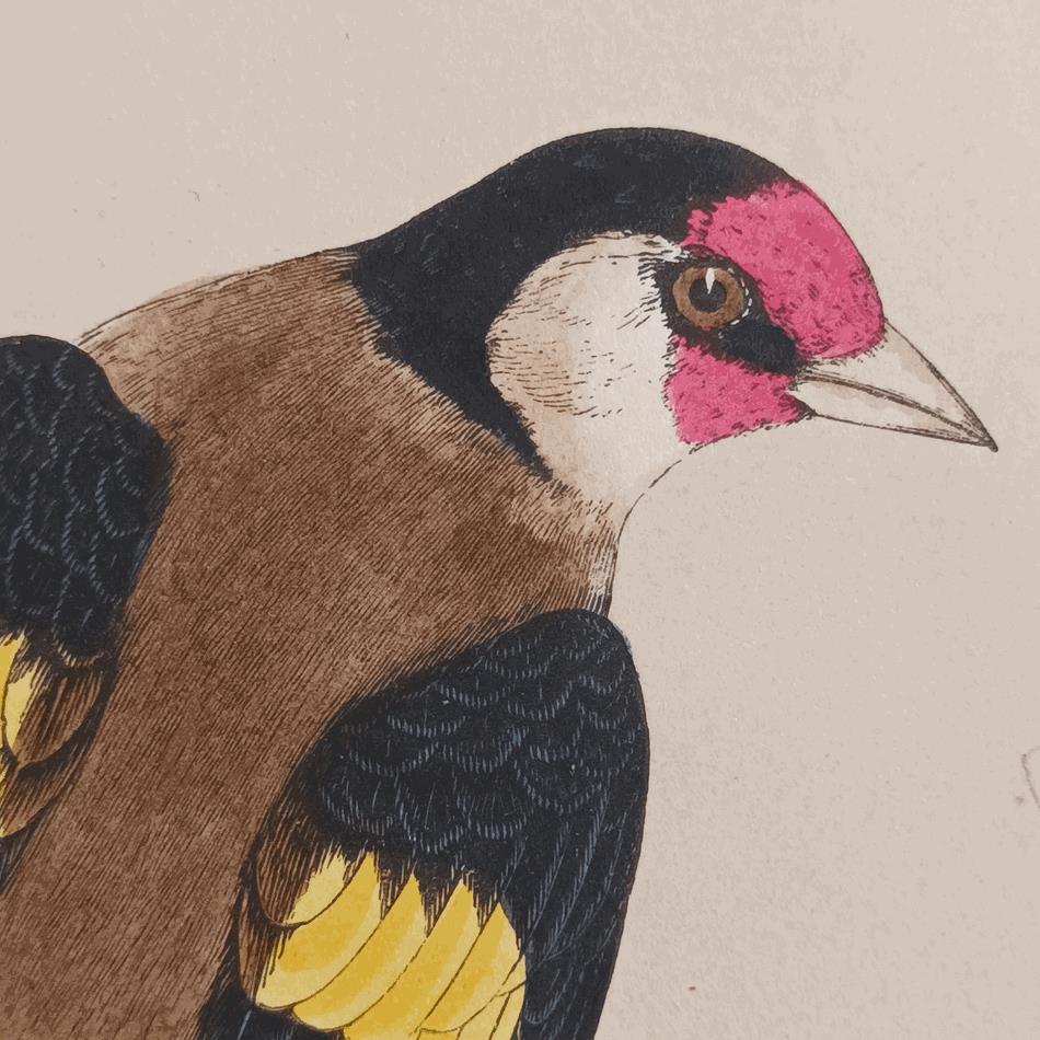 A Set Of 19th Century Framed Bird Prints