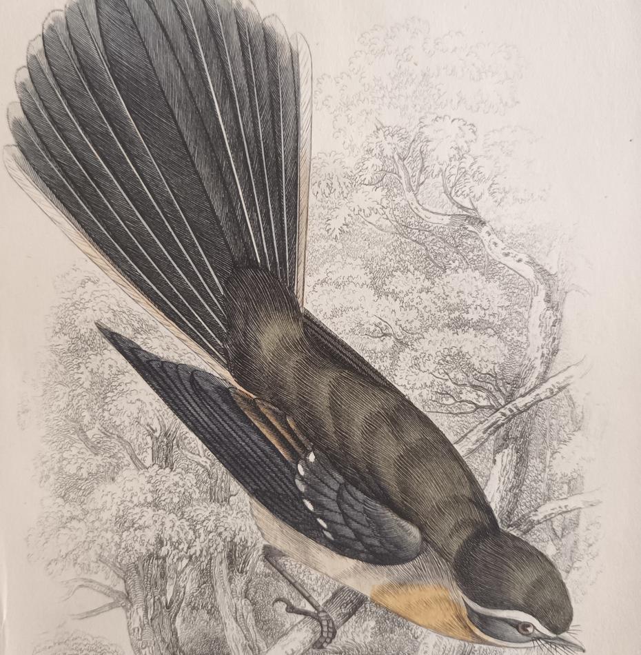 A Set Of 19th Century Framed Bird Engravings By William Swainson