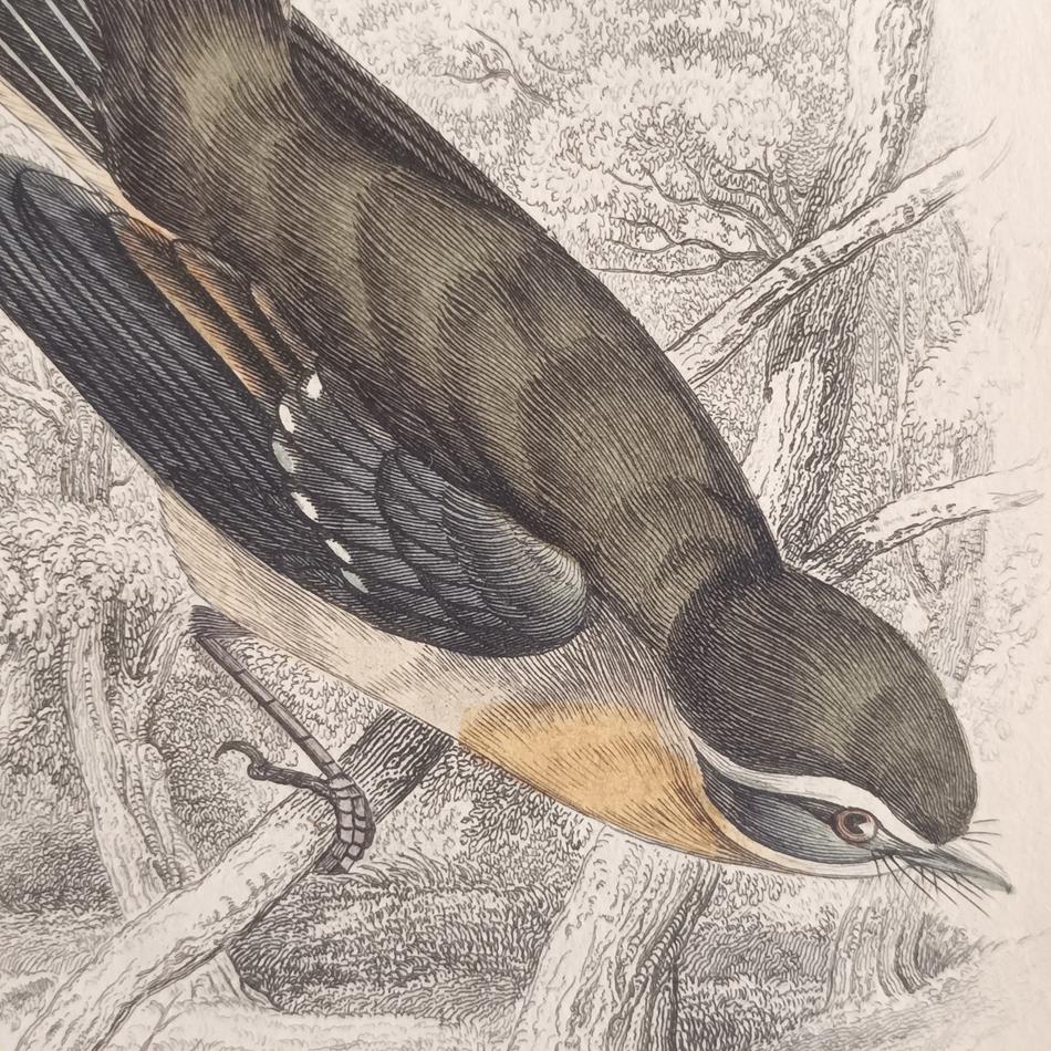 A Set Of 19th Century Framed Bird Engravings By William Swainson
