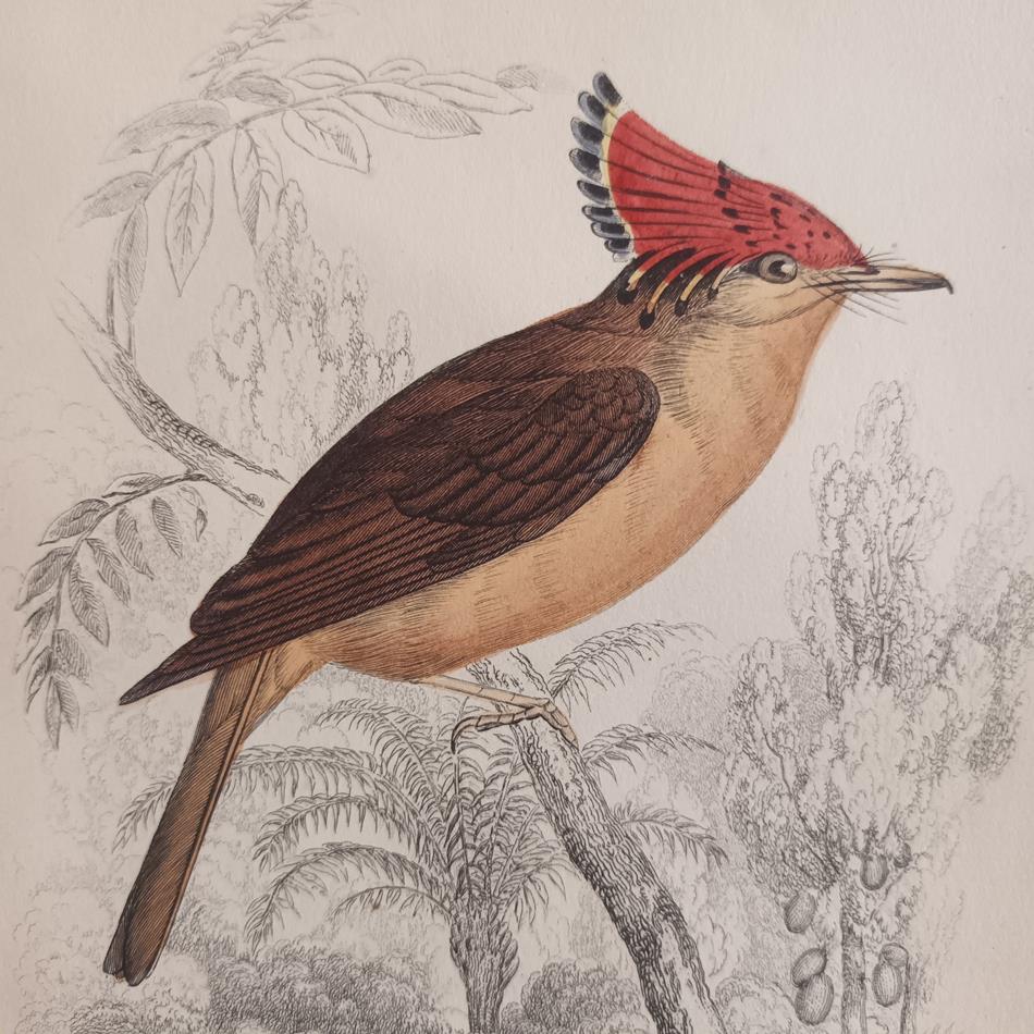 A Set Of 19th Century Framed Bird Engravings By William Swainson