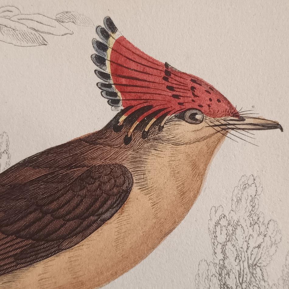 A Set Of 19th Century Framed Bird Engravings By William Swainson
