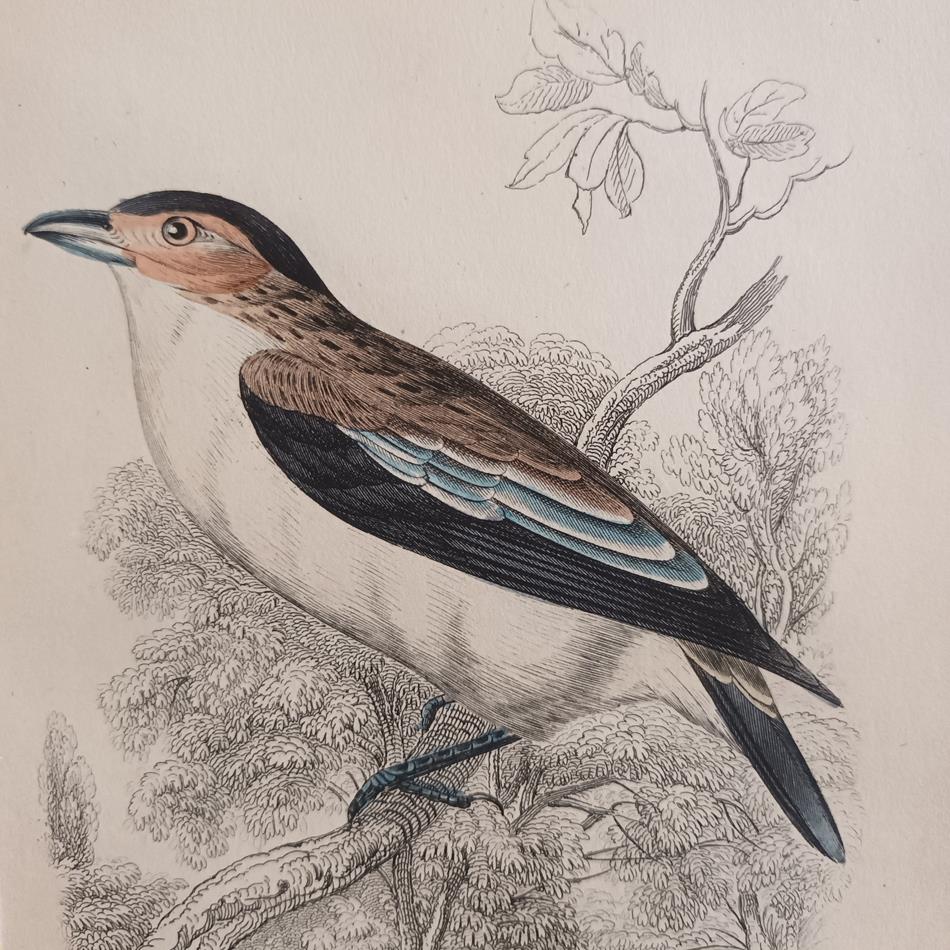 A Set Of 19th Century Framed Bird Engravings By William Swainson