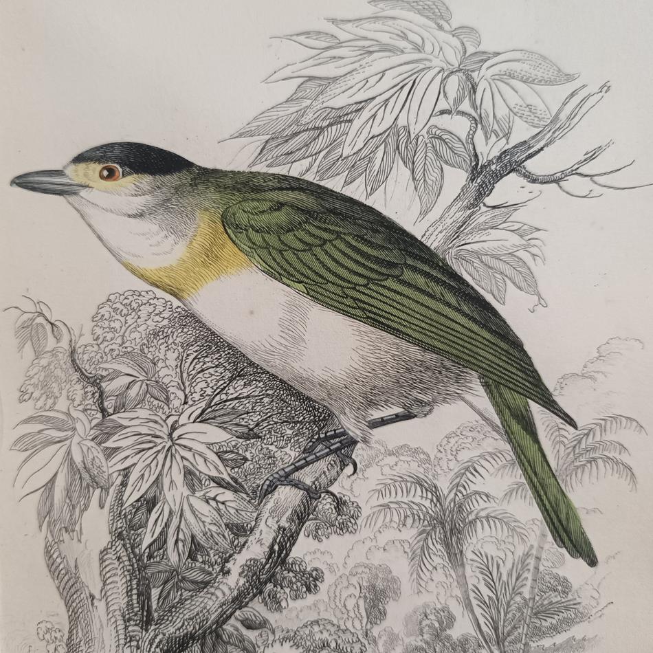A Set Of 19th Century Framed Bird Engravings By William Swainson